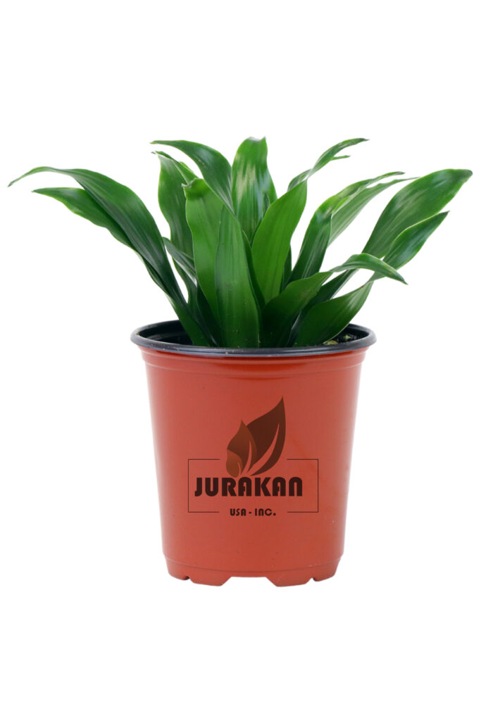 Dracaena Janet Craig Compacta 10 12 Jurakan